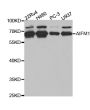 Anti-AIFM1 antibody (334-613) (STJ22557)