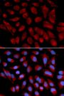 Anti-AIFM1 antibody (334-613) (STJ22557)