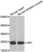 Anti-AK1 antibody (1-194) (STJ22560)