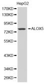 Anti-ALOX5 antibody (1-200) (STJ22592)
