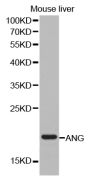 Anti-ANG antibody (25-147) (STJ22608)