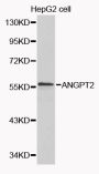 Anti-ANGPT2 antibody (197-496) (STJ22609)