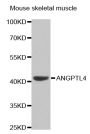 Anti-ANGPTL4 antibody (26-170) (STJ22612)