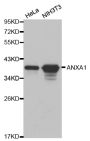 Anti-ANXA1 antibody (1-346) (STJ22617)