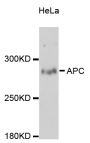 Anti-APC antibody (2600-2760) (STJ22635)