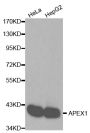 Anti-APEX1 antibody (1-318) (STJ22638)