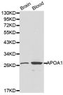 Anti-APOA1 antibody (25-267) (STJ22644)