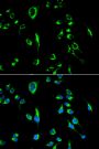 Anti-APOBEC3G antibody (60-330) (STJ22651)