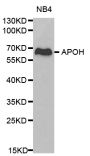 Anti-APOH antibody (21-345) (STJ22654)