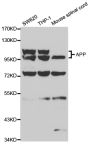 Anti-APP antibody (200-300) (STJ22656)