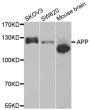 Anti-APP antibody (1-100) (STJ22657)