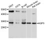 Anti-AQP3 antibody (178-292) (STJ22660)