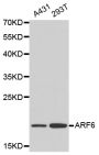Anti-ARF6 antibody (1-175) (STJ22670)
