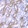 Anti-ARRB1 antibody (169-418) (STJ22692)