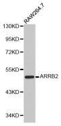 Anti-ARRB2 antibody (300-400) (STJ22694)