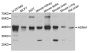 Anti-ASNA1 antibody (1-348) (STJ22700)