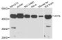 Anti-ATF4 antibody (1-351) (STJ22704)