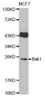 Anti-Bak1 antibody (50-150) (STJ22759)