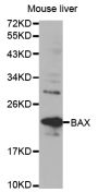 Anti-BAX antibody (1-100) (STJ22761)