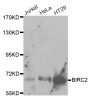 Anti-BIRC2 antibody (1-300) (STJ22800)