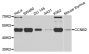 Anti-CCNB2 antibody (1-100) (STJ22944)
