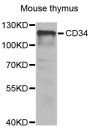 Anti-CD34 antibody (32-290) (STJ22991)