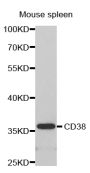 Anti-CD38 antibody (181-300) (STJ22994)