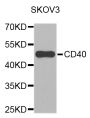 Anti-CD40 antibody (198-277) (STJ23000)