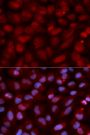 Anti-CD47 antibody (292-304) (STJ23004)