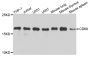 Anti-CD69 antibody (1-80) (STJ23008)