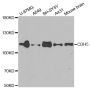 Anti-CDH5 antibody (259-358) (STJ23047)
