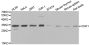 Anti-CDK1 antibody (198-297) (STJ23048)