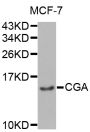 Anti-CGA antibody (25-116) (STJ23110)