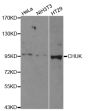 Anti-CHUK antibody (600-700) (STJ23138)