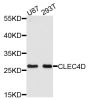 Anti-CLEC4D antibody (39-215) (STJ23168)