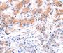 Anti-CLEC4D antibody (39-215) (STJ23168)