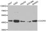 Anti-CXCR3 antibody (289-368) (STJ23303)
