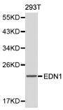 Anti-EDN1 antibody (18-212) (STJ23471)