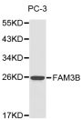 Anti-FAM3B antibody (30-235) (STJ23622)
