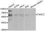 Anti-FANCC antibody (340-558) (STJ23623)