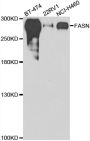 Anti-FASN antibody (2221-2511) (STJ23631)