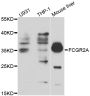 Anti-FCGR2A antibody (34-316) (STJ23641)