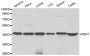 Anti-FEN1 antibody (50-380) (STJ23646)