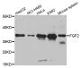 Anti-FGF2 antibody (143-288) (STJ23655)