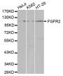 Anti-FGFR2 antibody (1-100) (STJ23658)