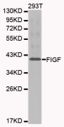 Anti-VEGFD antibody (20-220) (STJ23665)