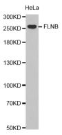 Anti-FLNB antibody (1686-1785) (STJ23672)
