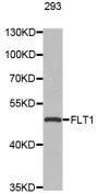 Anti-FLT1 antibody (1100-1180) (STJ23673)