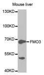 Anti-FMO3 antibody (263-532) (STJ23678)