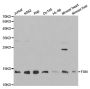 Anti-FXN antibody (42-210) (STJ23722)